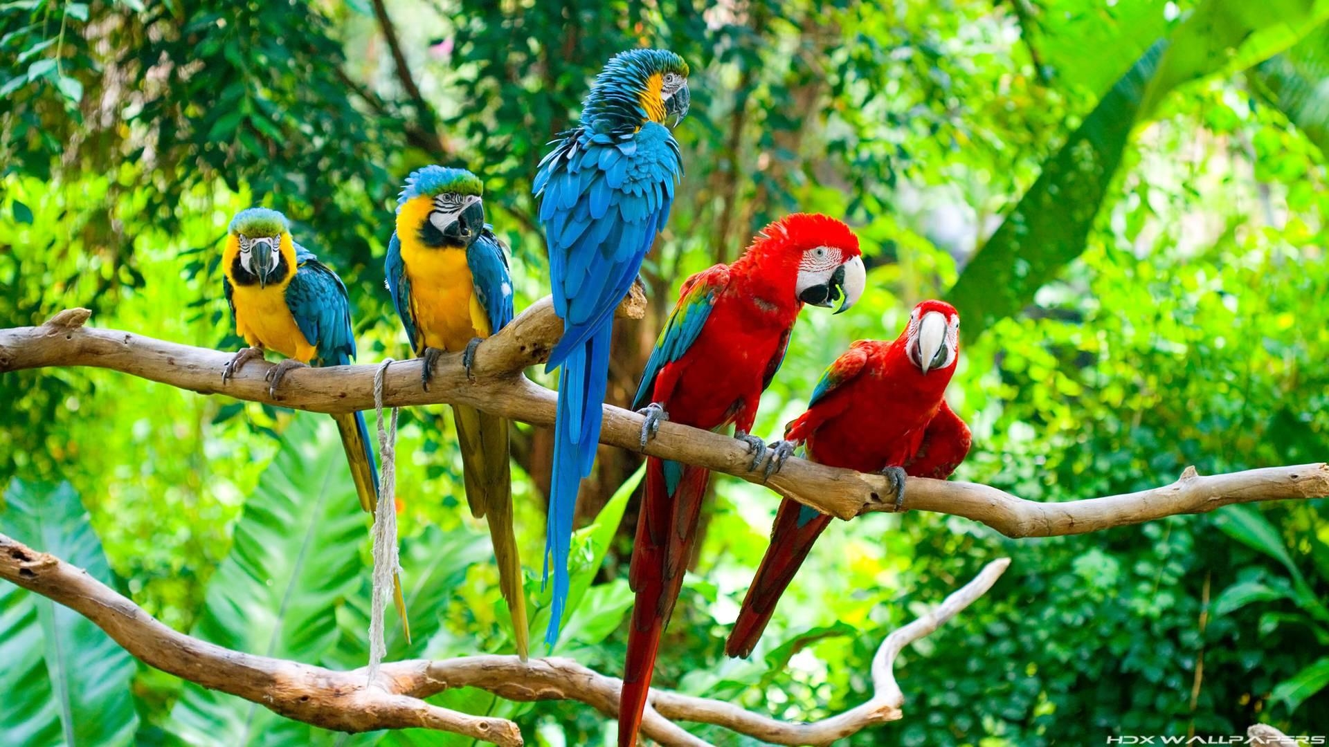 1920x1080 Tropical Parrot Wallpaper Fresh Macaw Parrot Wallpaper Wallpaper, Desktop