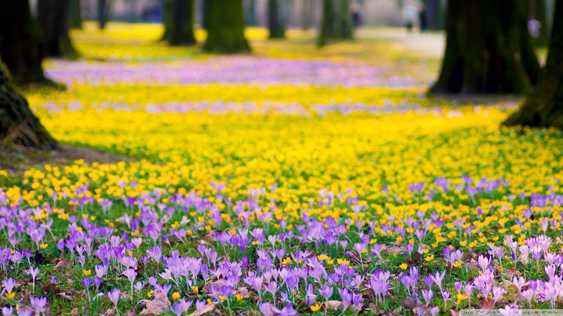 1920x1080 Spring Flowers Meadow HD desktop wallpaper, Widescreen, High, Desktop