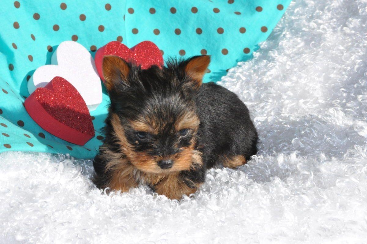 1200x800 Yorkshire Terrier puppy portrait photo and wallpaper. Beautiful, Desktop