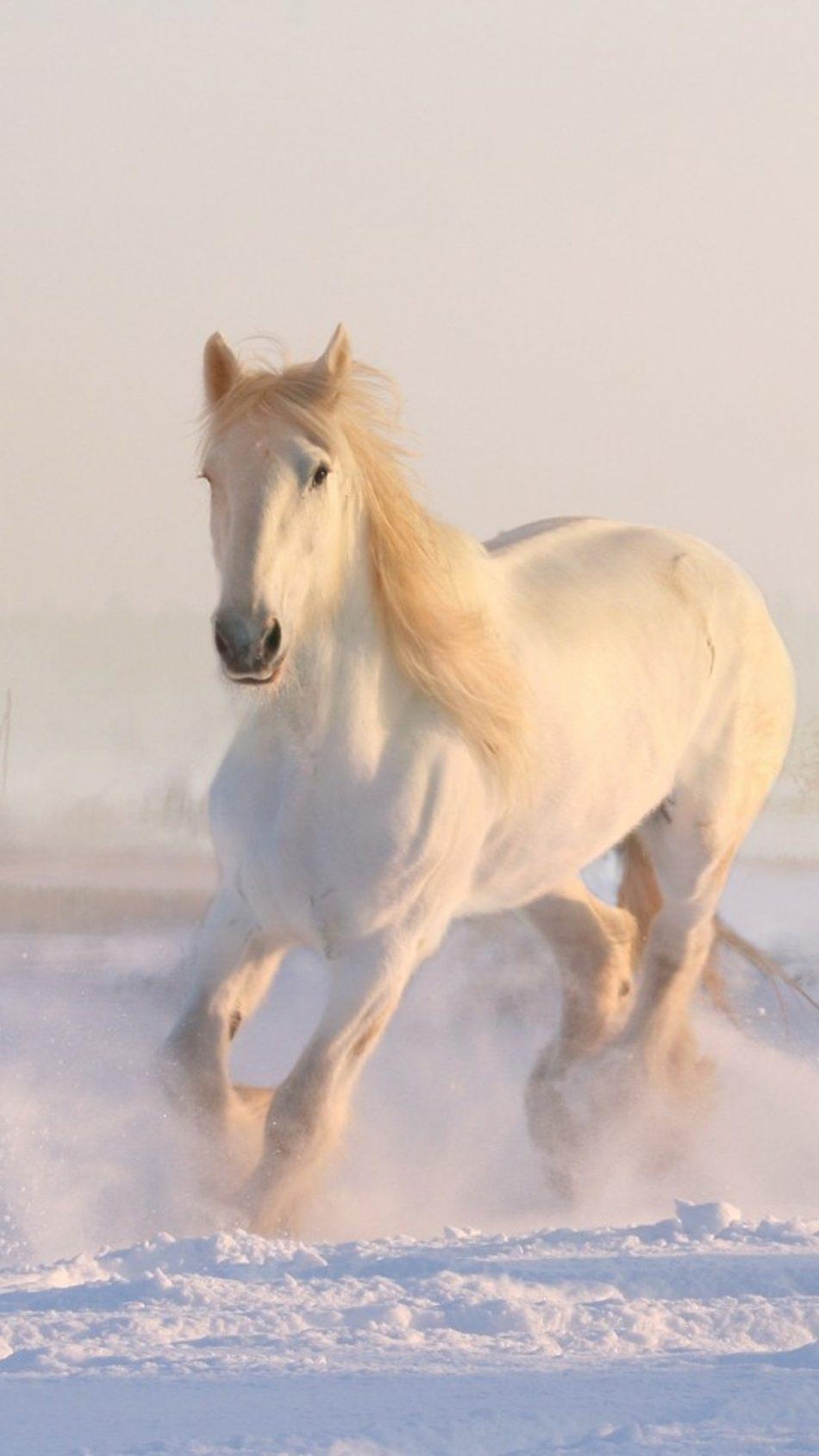 950x1690 White Horse Running Winter Snow HD Mobile Wallpaper, Phone