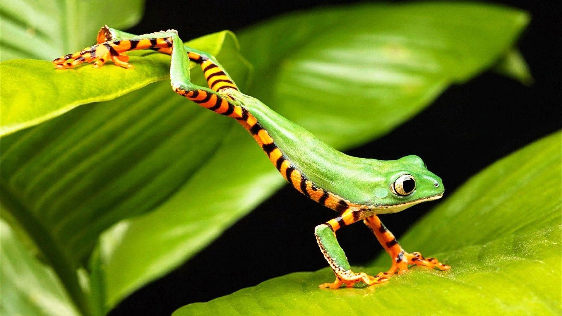 1920x1080 Tree frog jump Wallpaper, Desktop