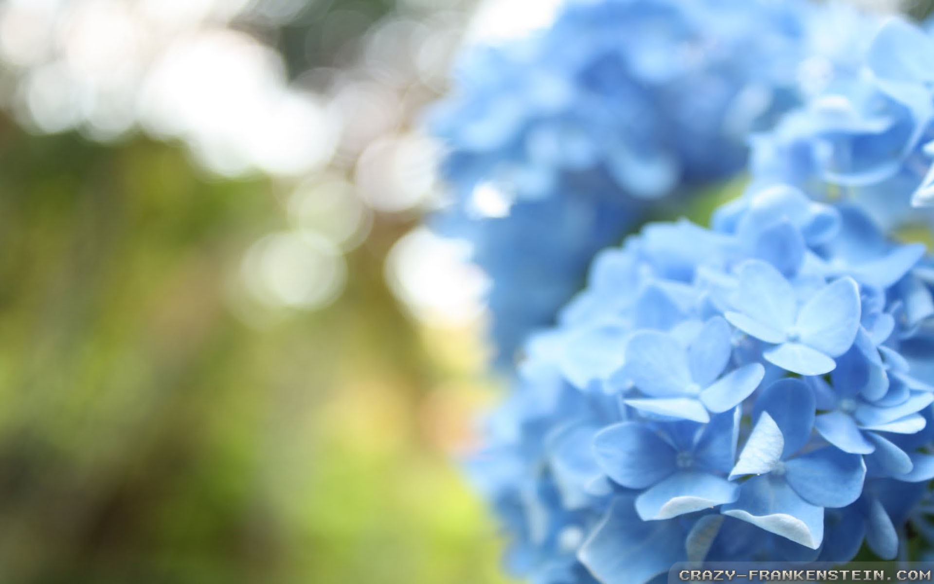 1920x1200 Light Blue flowers wallpaper, Desktop