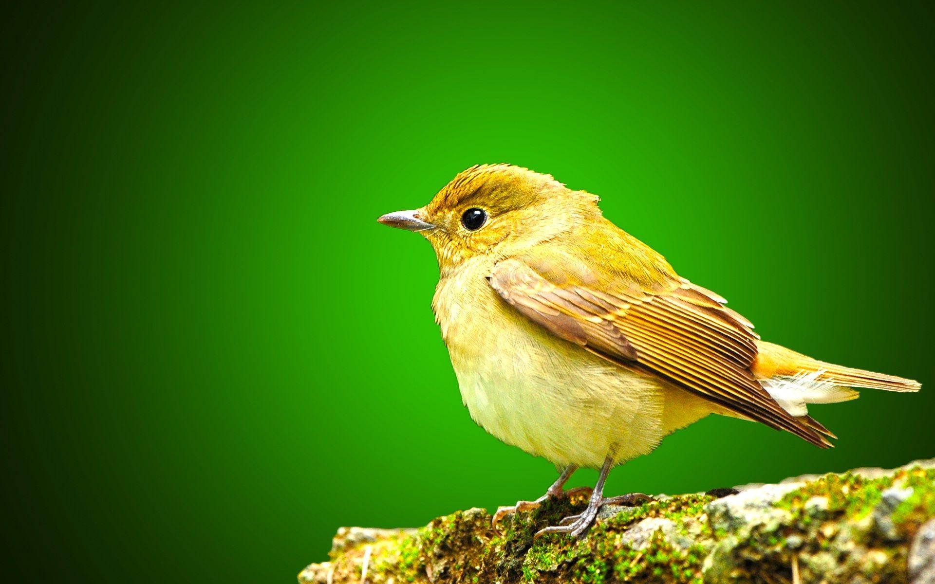 1920x1200 Little Sparrow Wallpaper, Desktop