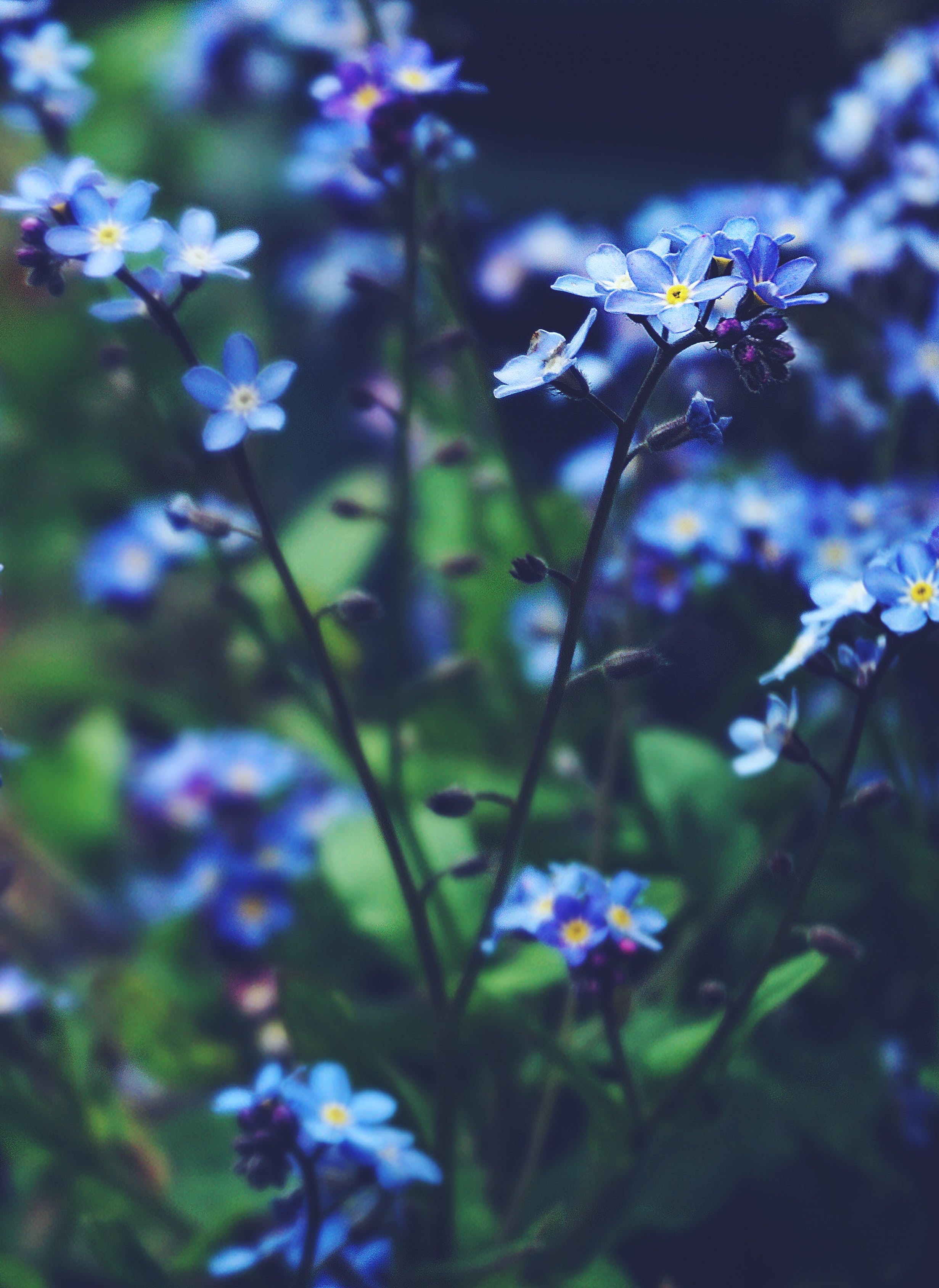 2470x3380 Blue Flower Photo, Download The BEST Free Blue Flower & HD Image, Phone