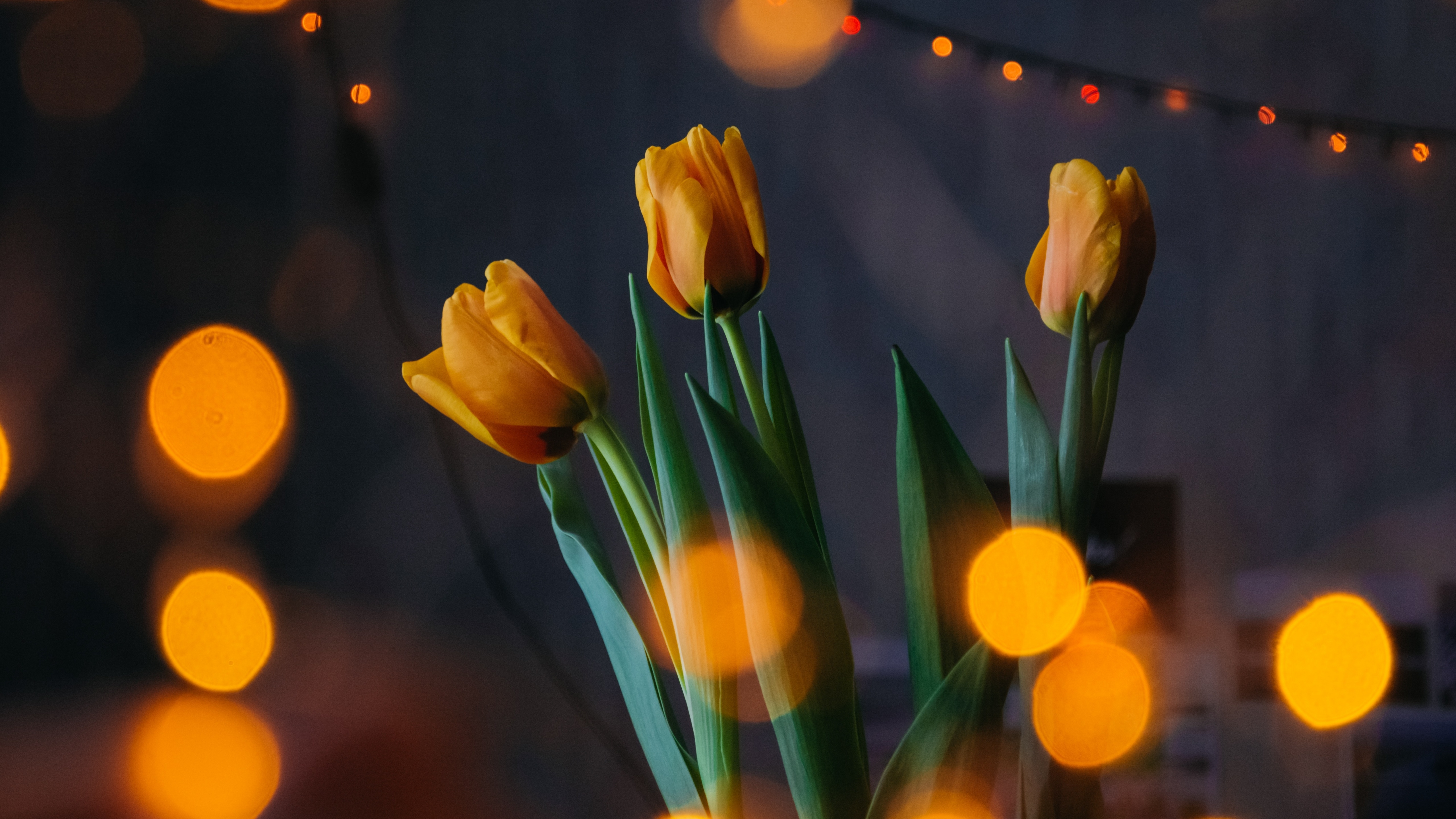 5120x2880 Yellow tulips Wallpaper 4K, Bokeh, Lights, Decoration, Desktop