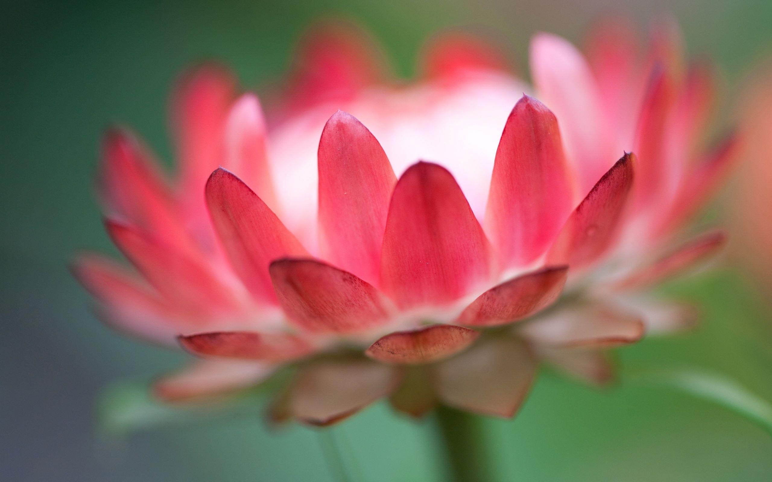 2560x1600 Most Pink Lotus Flower Desktop HD Wallpaper Photo 3D High Quality, Desktop