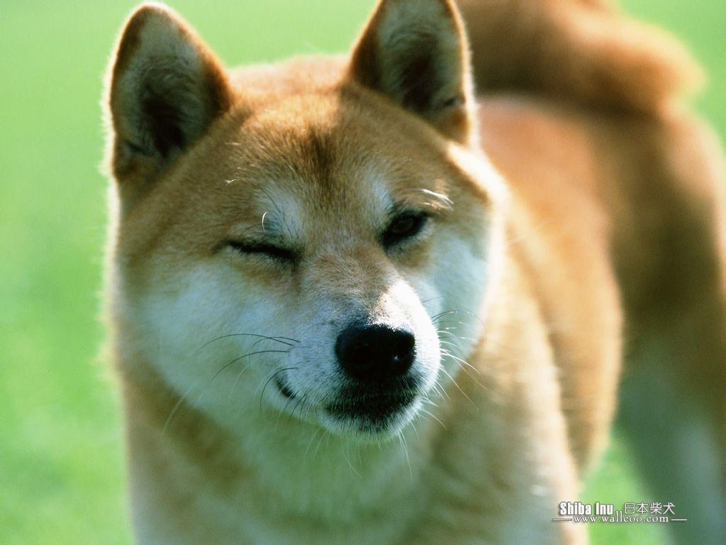 1030x770 Shiba Inu Wallpaper. Black Wallpaper For Desktop, Desktop