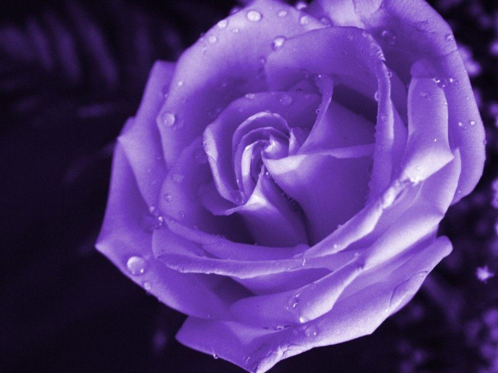 1030x770 Purple Rose Wallpaper 2, Desktop