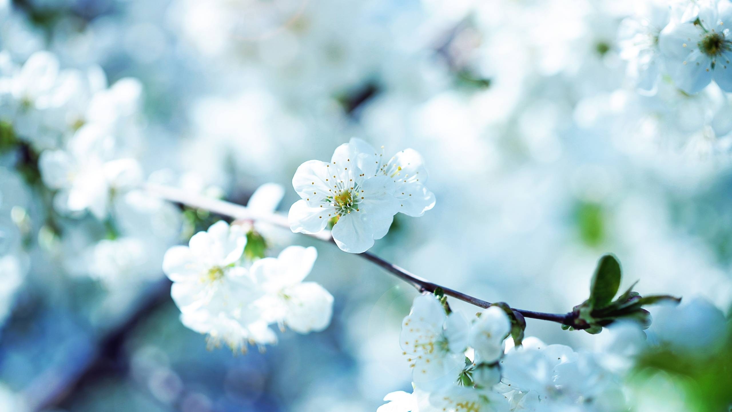 2560x1440 Nature Spring Season Blossoms Flowers Wallpape Wallpaper, Desktop