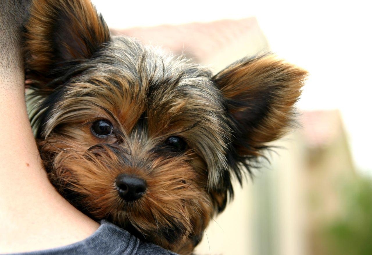 1280x880 Yorkie Desktop Wallpaper, Desktop