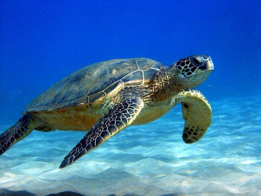 1030x770 Turtle Wallpaper Free 11642 Full HD Wallpaper Desktop, Desktop