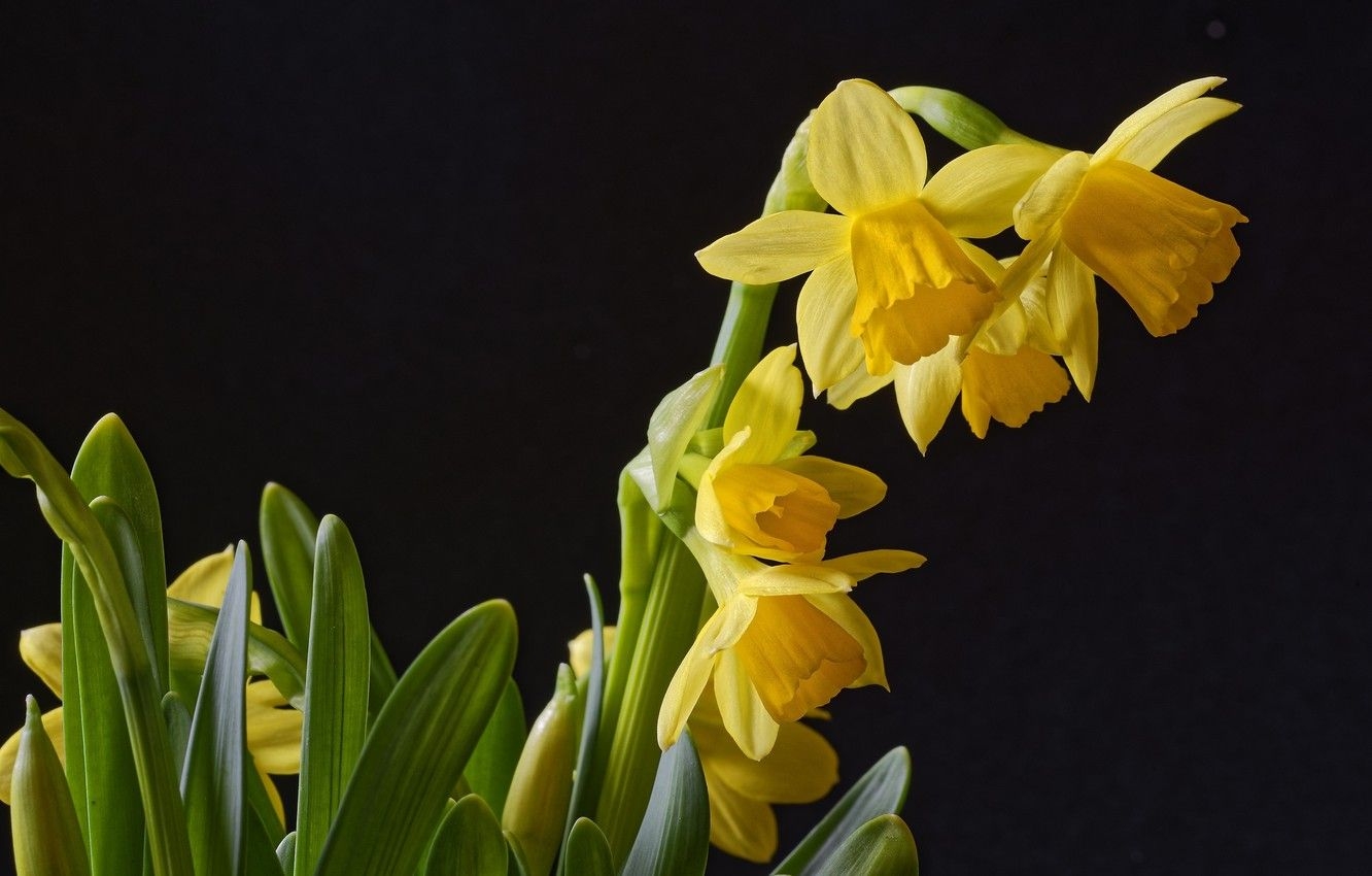 1340x850 Wallpaper background, black, spring, daffodils image for desktop, Desktop