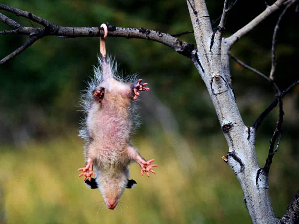 1030x770 Opossum Wallpaper, Desktop