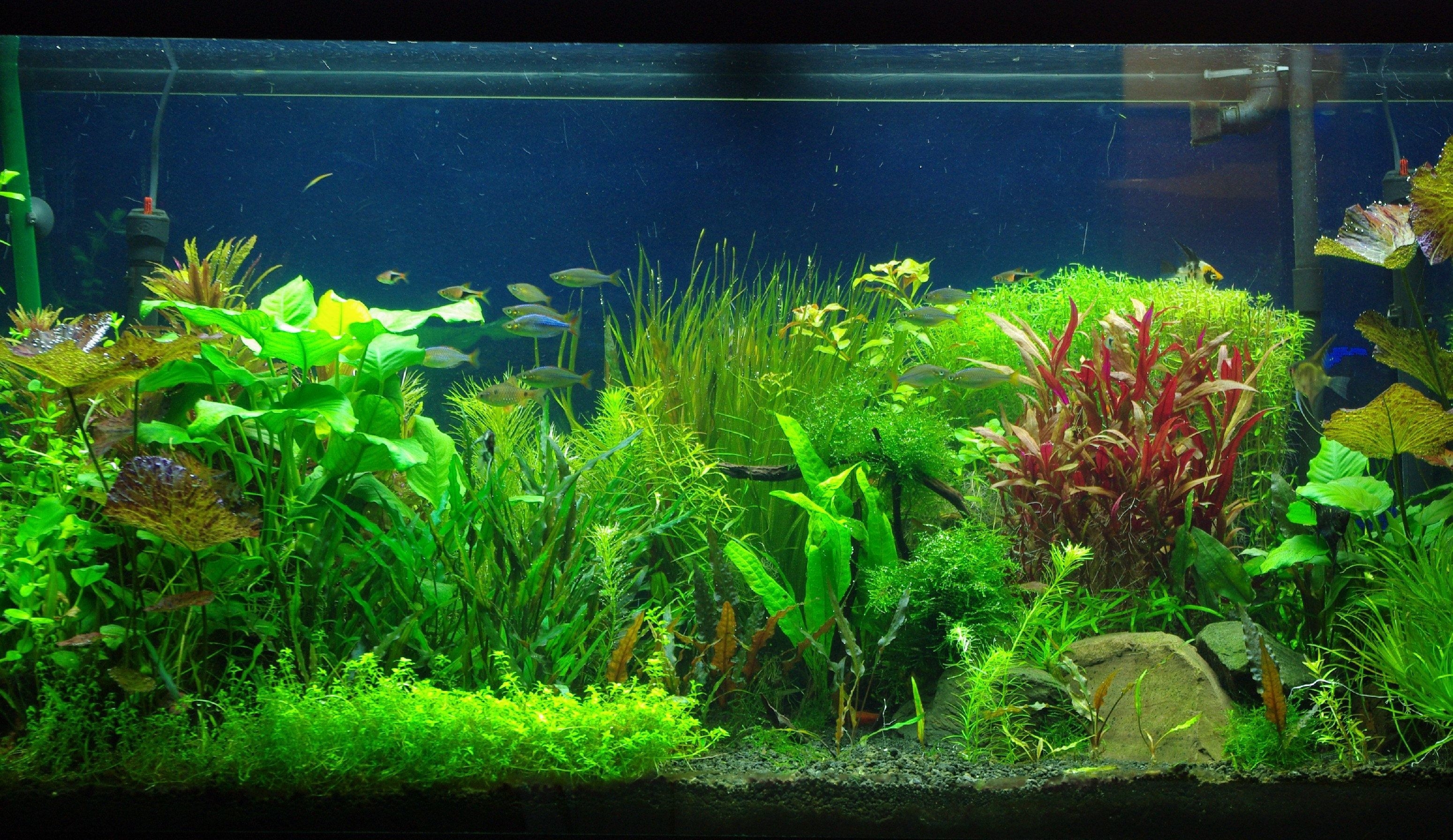 3100x1800 Moving Aquarium Wallpaper, Desktop