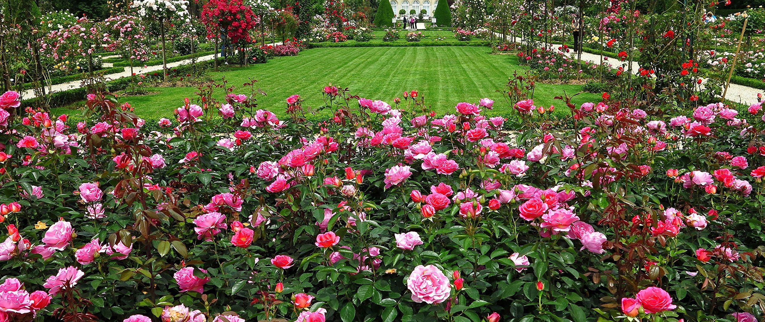 2560x1080 Wallpaper Paris France Bagatelle Rose Garden Roses Nature, Dual Screen