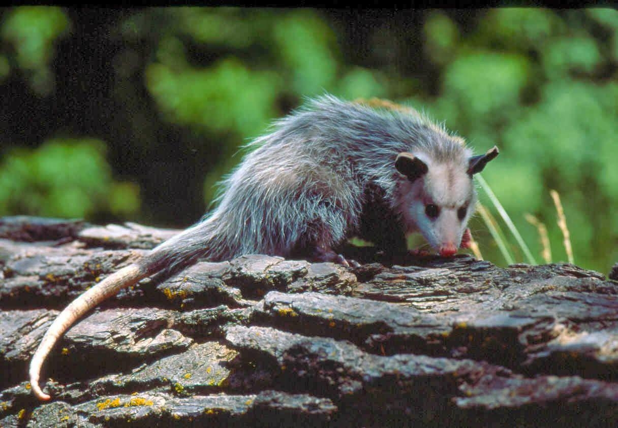 1220x850 HD Wallpaper Desktop: Opossum HD DeskTop Wallpaper, Desktop