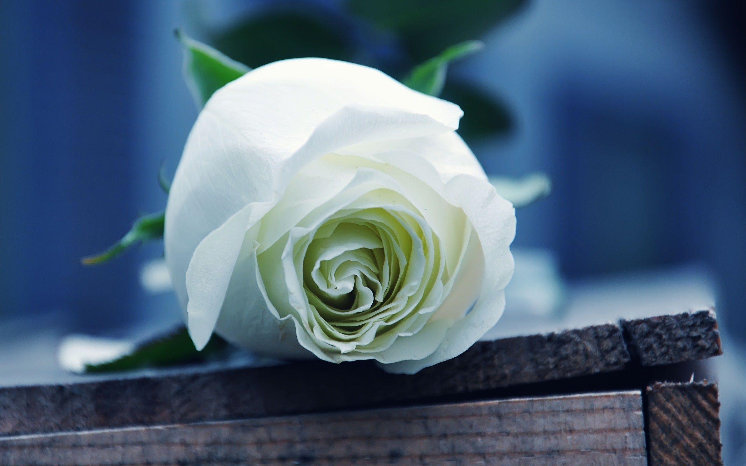 2560x1600 White Rose HD Wallpaper Wallpaper Inn, Desktop