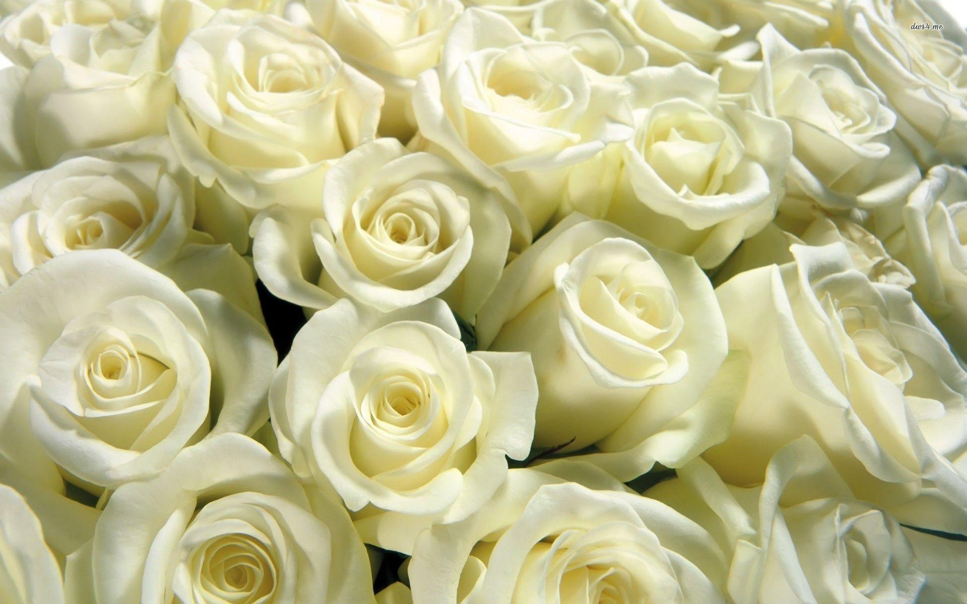 1920x1200 Bouquet of white roses wallpaper wallpaper - #, Desktop