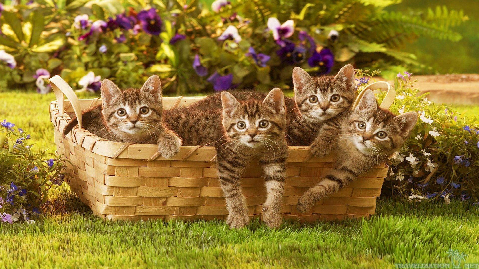 1920x1080 Amazingly Cool Cats Wallpaper, Desktop