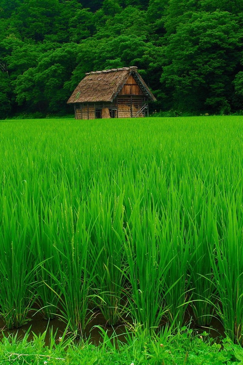 800x1200 Download Wallpaper  Grass, Lawn, Beautiful, Summer Iphone 4s 4 For Parallax HD Background, Phone