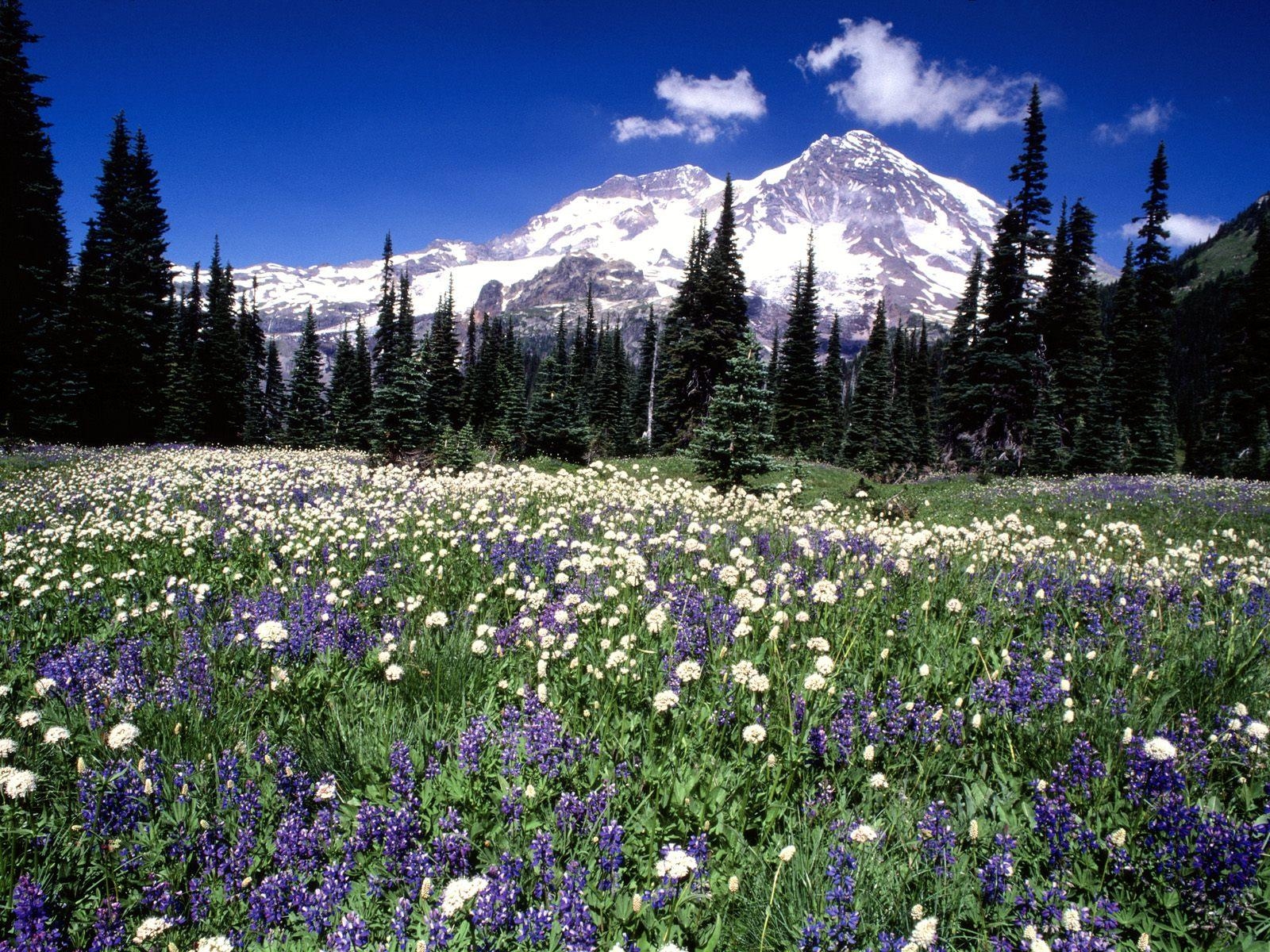 1600x1200 Mountains 3 Wildflowers, Mount Rainier, Desktop