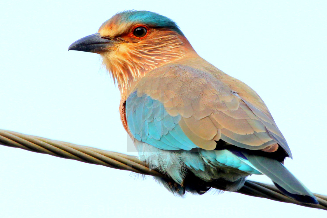 1120x750 Indian Roller Bird, Too close. Beauty in Blue !, download or print for £12.40, Desktop