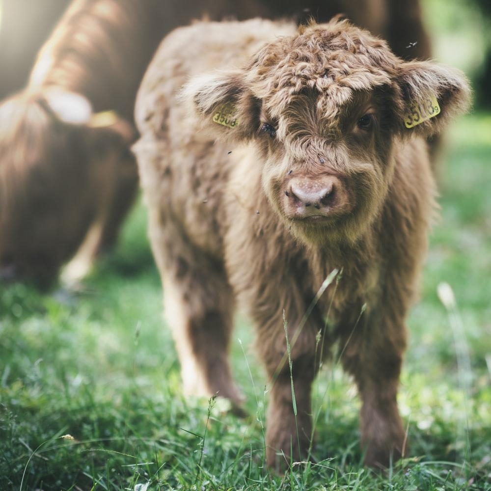 1000x1000 Highland Cattle Picture. Download Free Image, Phone