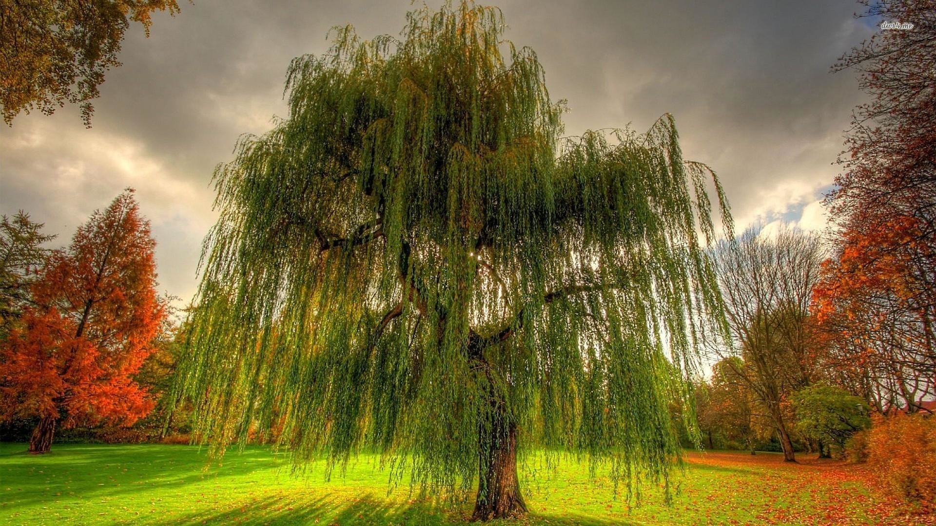 1920x1080 1920x Willow Tree Wallpaper Background Willow Tree, Desktop