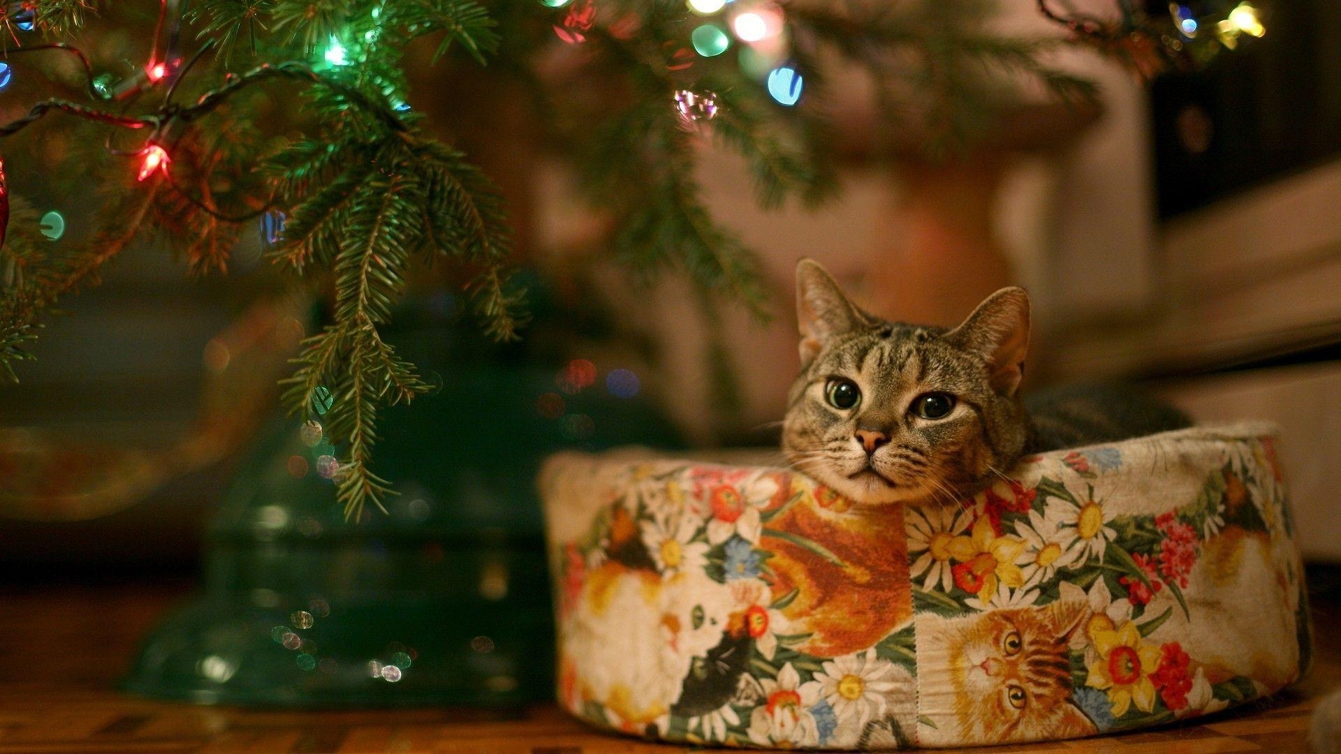 1920x1080 Christmas Cat Wallpaper, Desktop