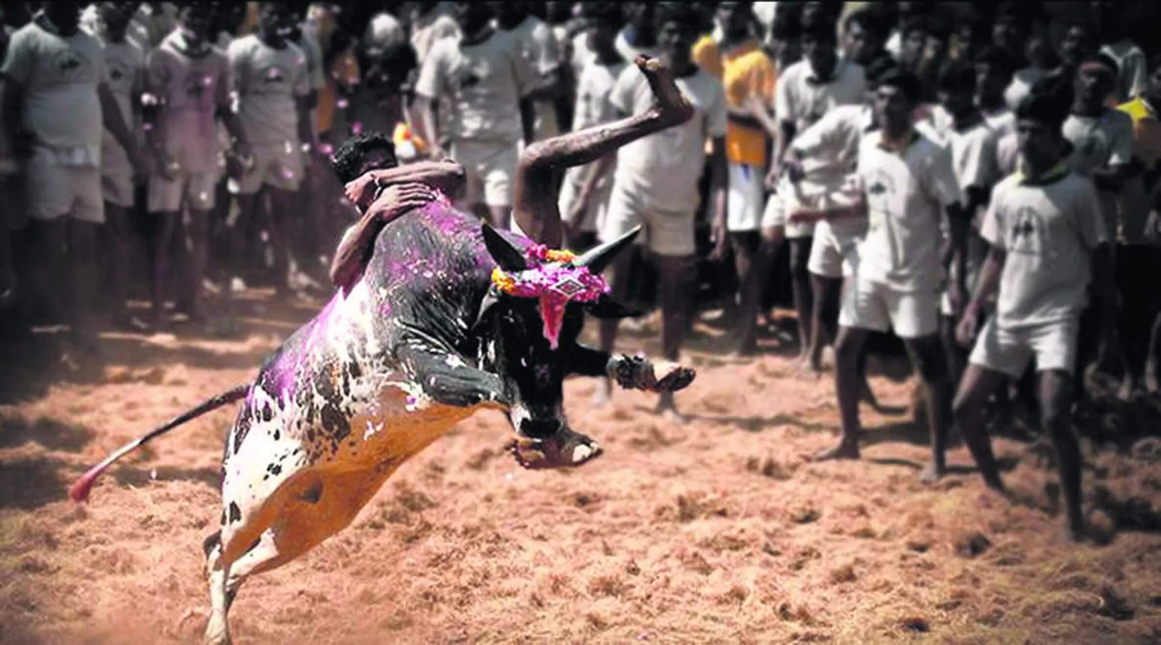 2380x1320 Jallikattu Image Jallikattu Image HD Free, Desktop