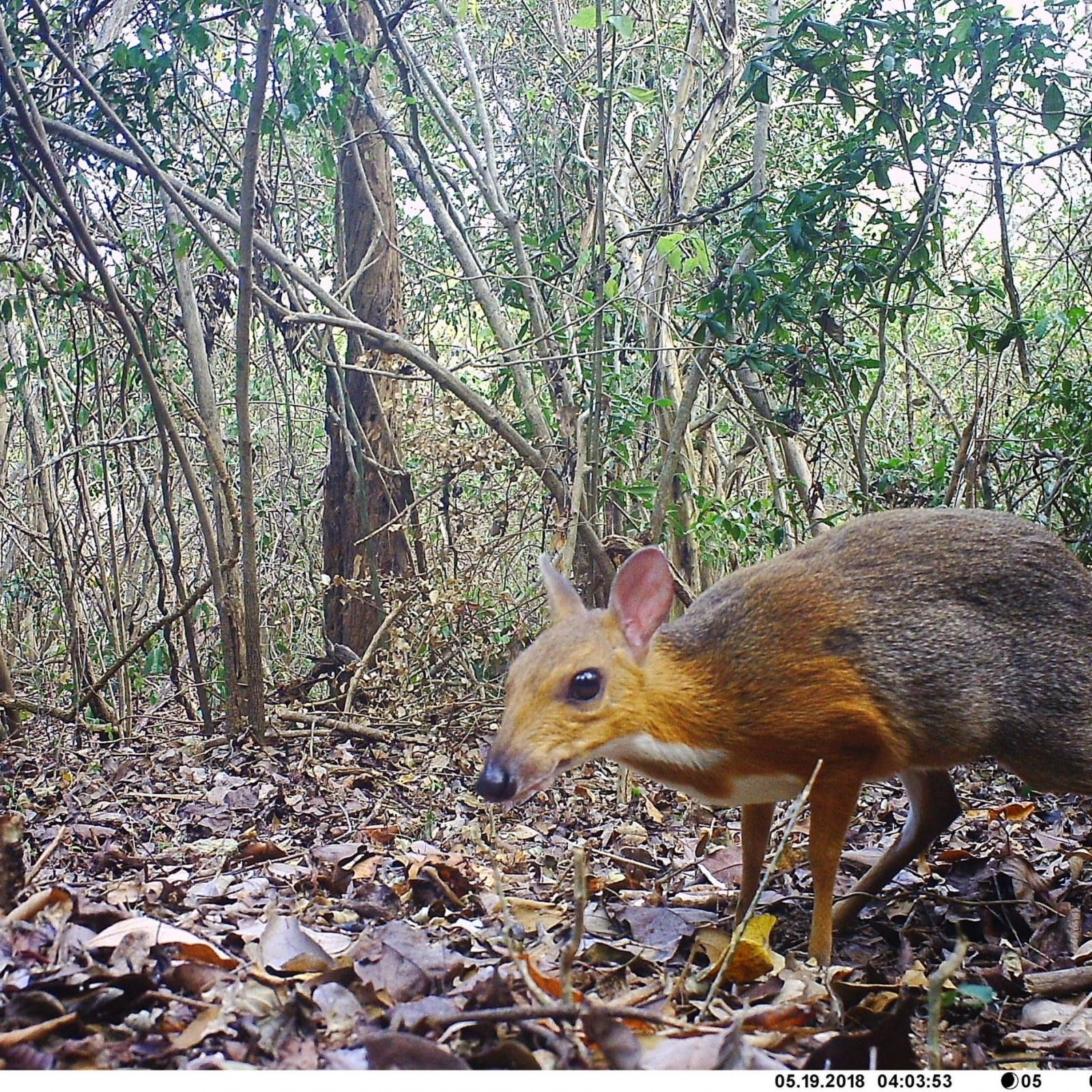 1600x1600 Elusive Deer Like Species Which Had Been Lost To Science, Phone