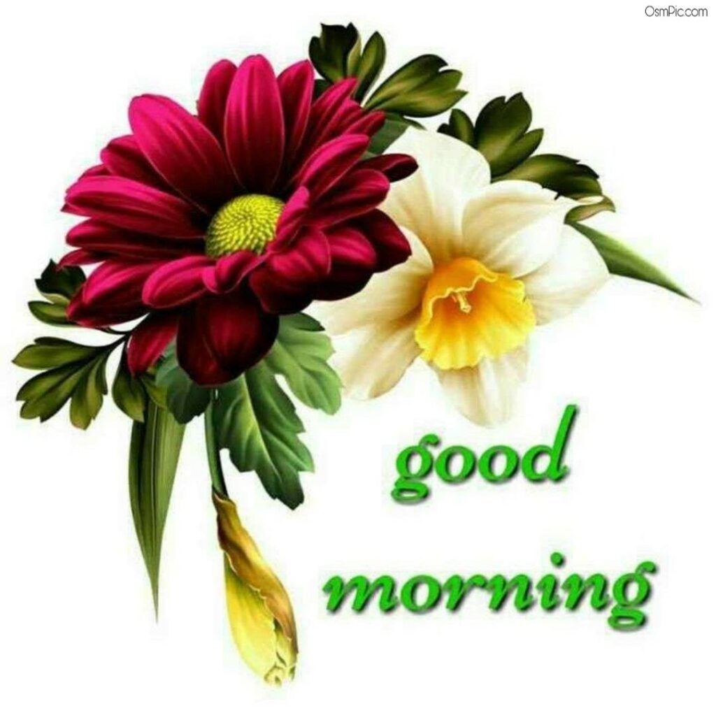 1030x1020 description. Good morning flowers, Good morning image flowers, Beautiful morning messages, Desktop