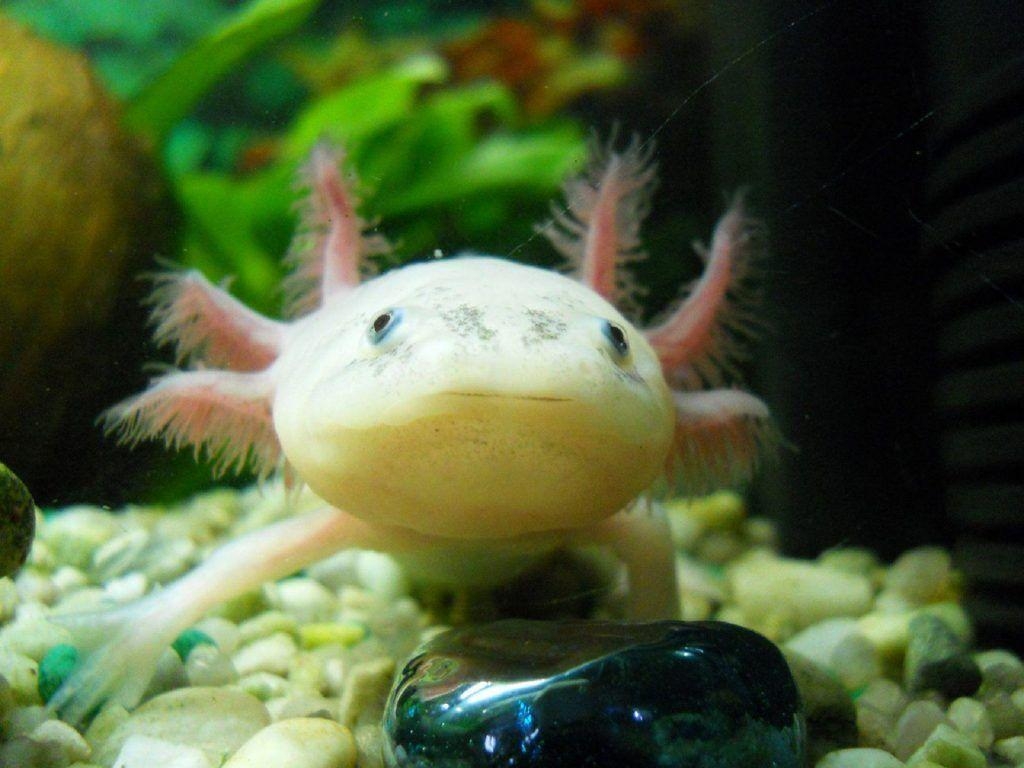 1030x770 Axolotl Wallpaper Background, Desktop