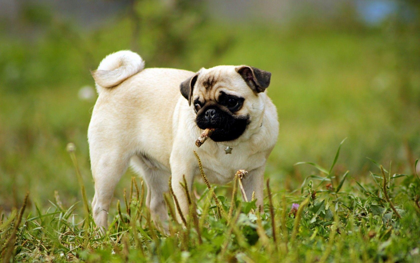 1680x1050 Pug Dog Wallpaper. Pug Dog Picture Free Download, Desktop