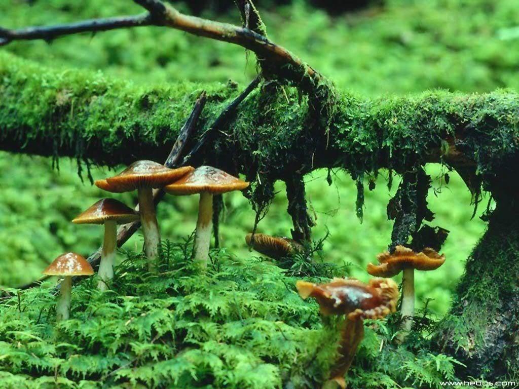 1030x770 beautiful Mushrooms. Cool Mushroom Background. There's a Fungus, Desktop