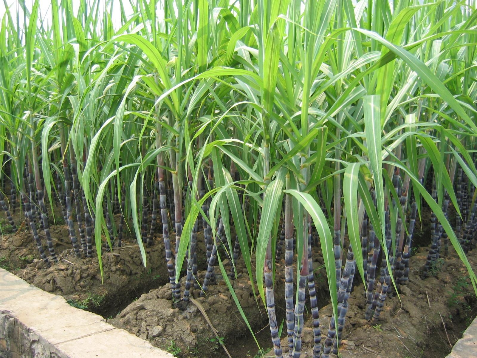 1600x1200 Sugar Cane Crop Wallpaper image Pics for Research Work, Desktop