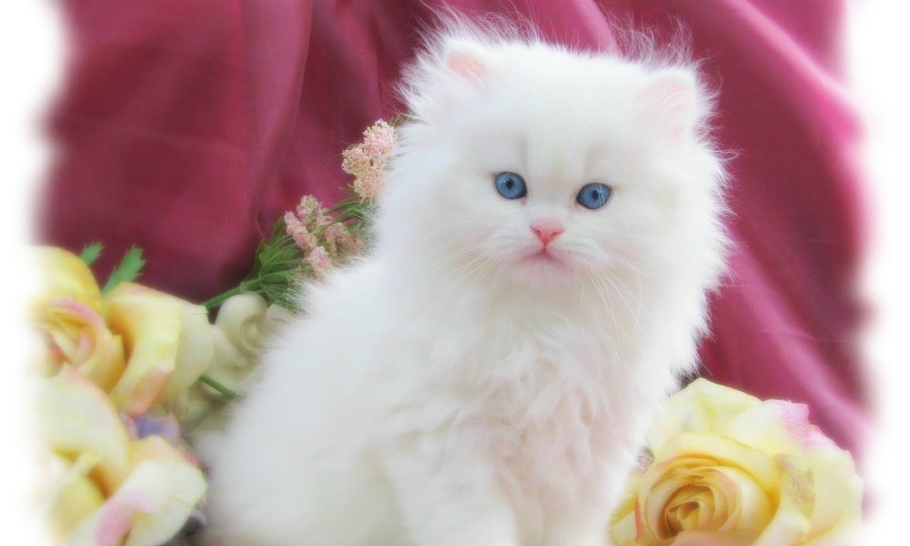 1280x770 White Cat Wallpaper 26402 Best HD Wallpaper. Wallpaiper, Desktop