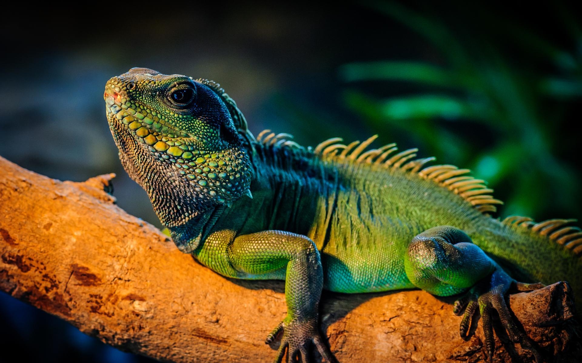 1920x1200 Iguana HD Wallpaper, Desktop