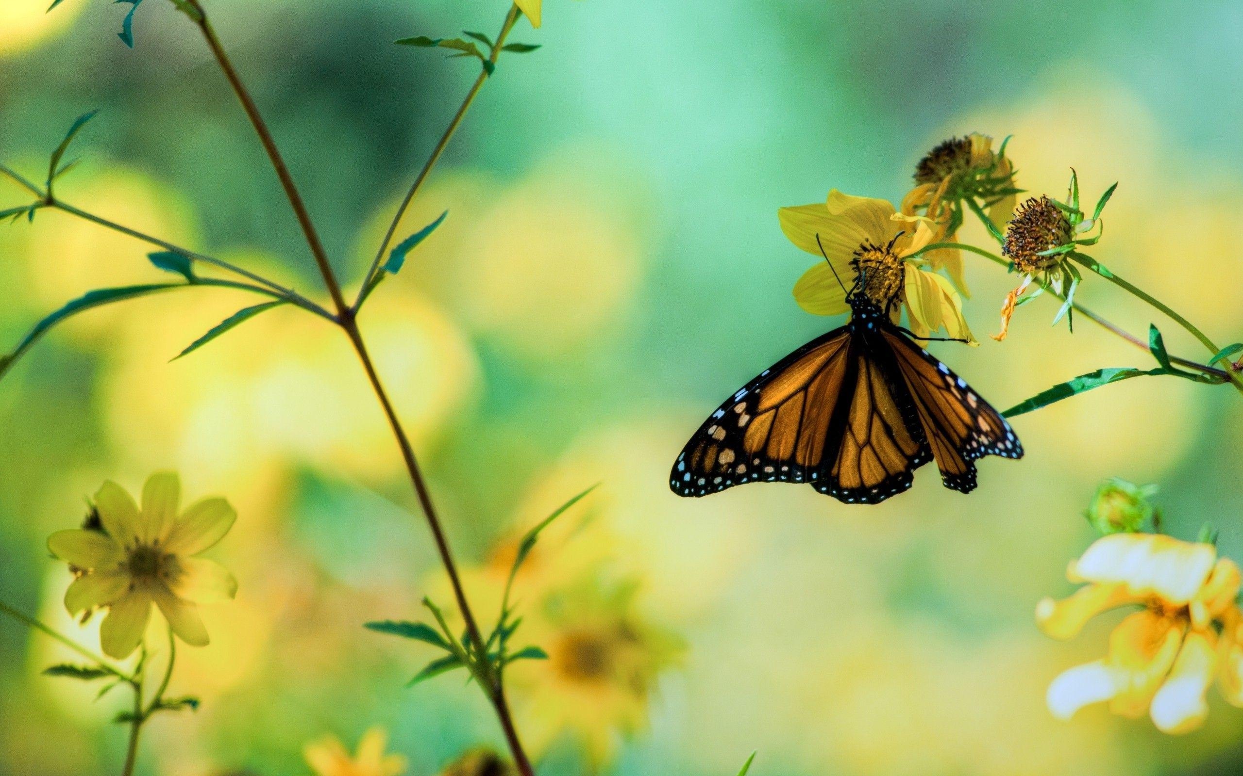 2560x1600 Daily Wallpaper: Butterfly Garden. I Like To Waste My Time, Desktop