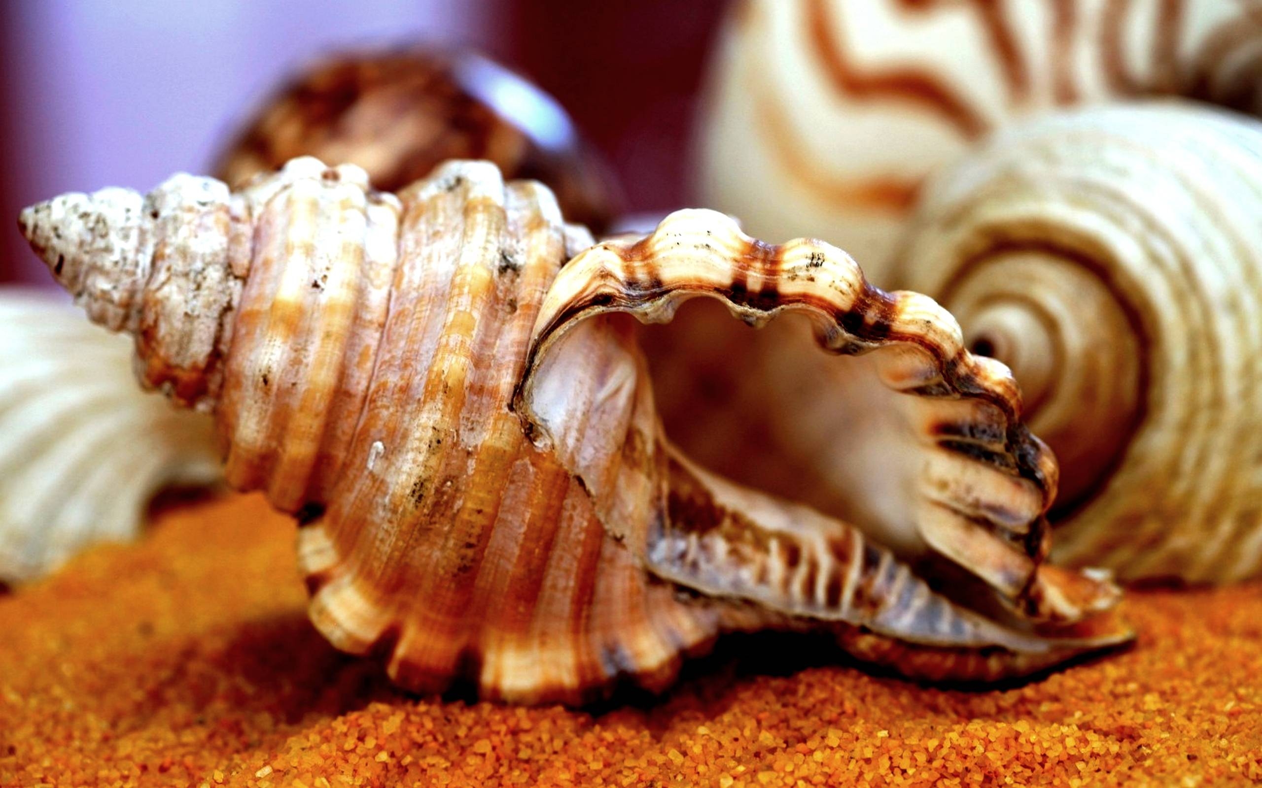 2560x1600 Sea Shell Wallpaper Free Wallpaper In Desktop Background Picture, Desktop