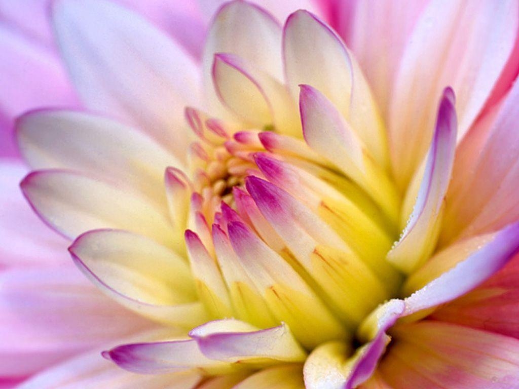 1030x770 cool wallpaper: Cool Flower Wallpaper, Desktop