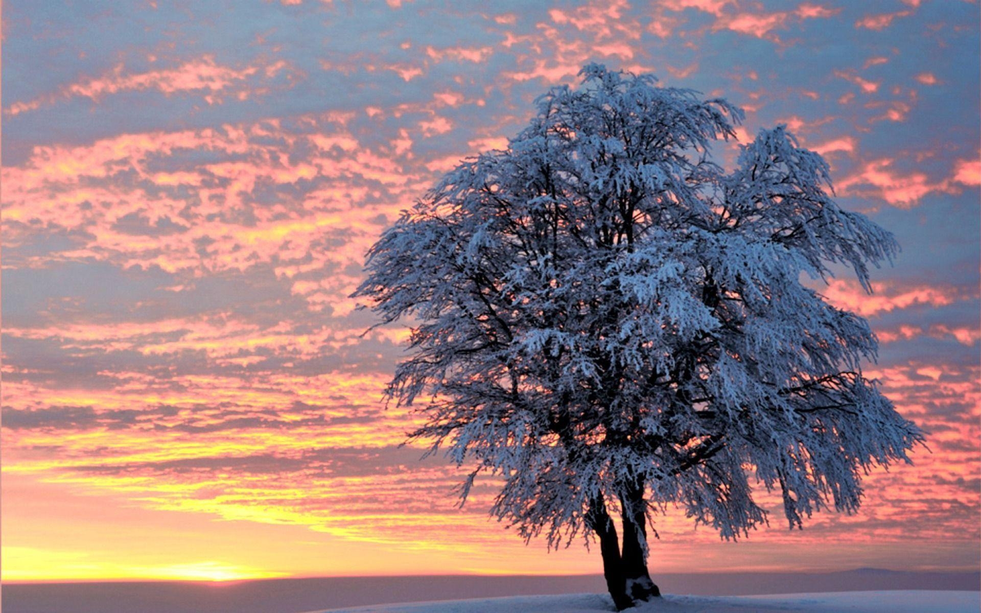 1920x1200 winter tree wallpaper 2015, Desktop